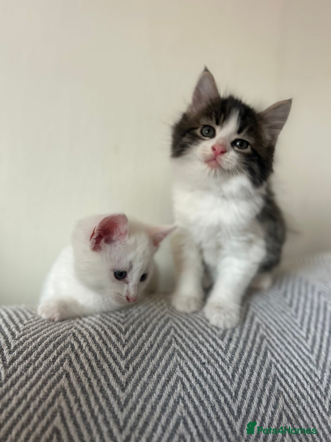 British Longhair cats for sale: Stunning friendly kittens - Image 21