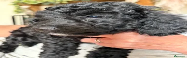 Mixed Breed 3 Cock-A-Chon