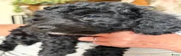 Mixed Breed dogs for sale: Cock-A-Chon puppies in Corwen - Advert 11
