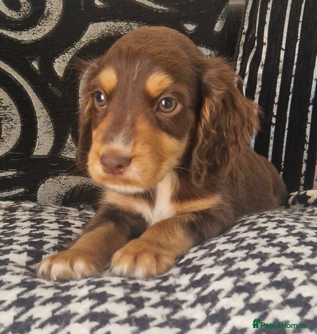 Cocker Spaniel dogs for sale: Cocker spaniels only 3 left  - Image 9