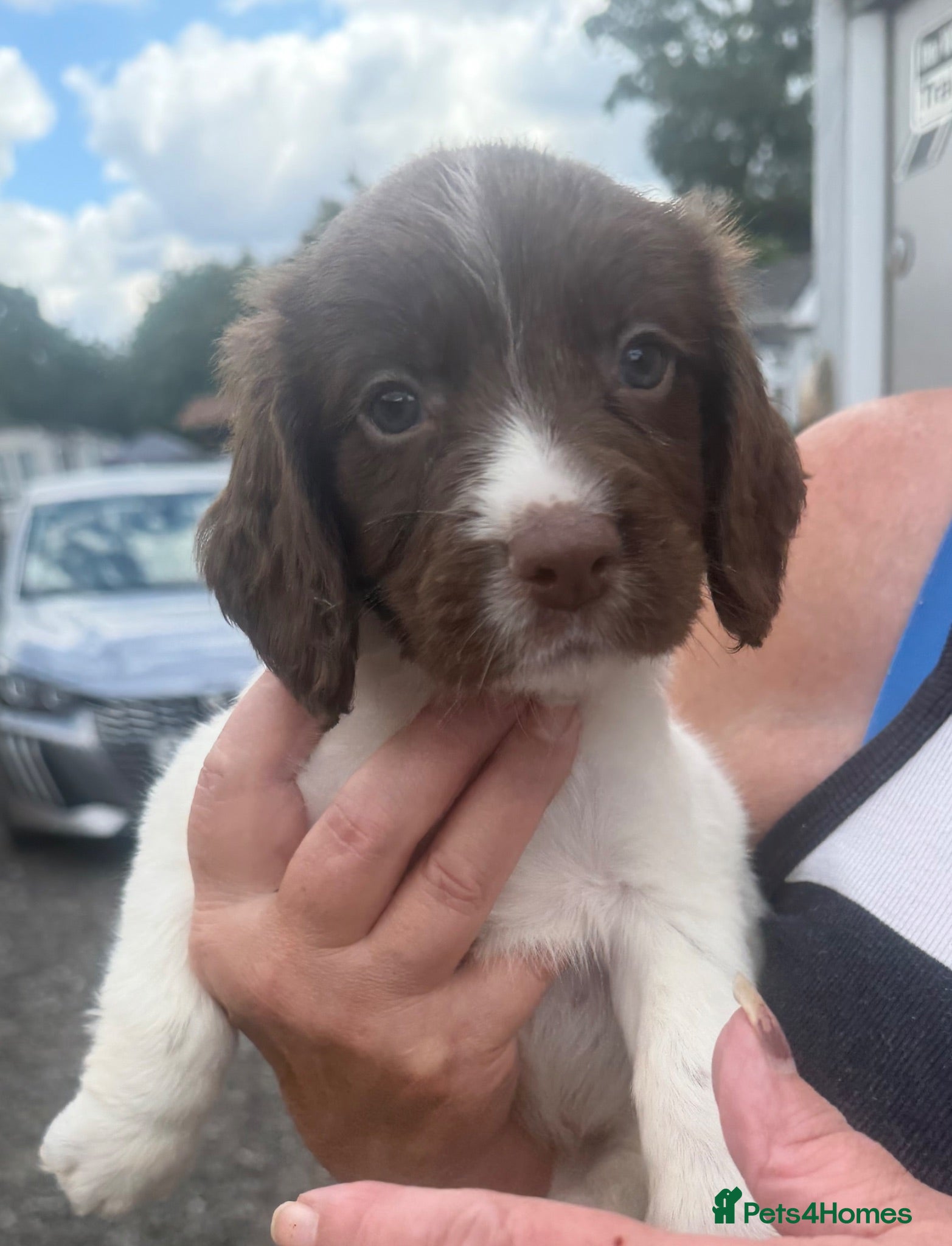 Cocker Spaniel dogs Cocker spaniel puppy’s  - Advert 3