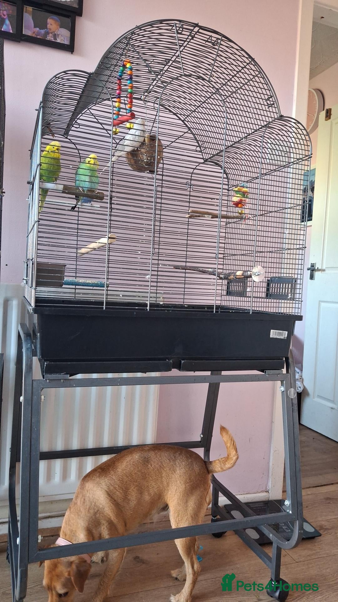 Budgerigars birds Budgies x4 with cage / stand  - Advert 2