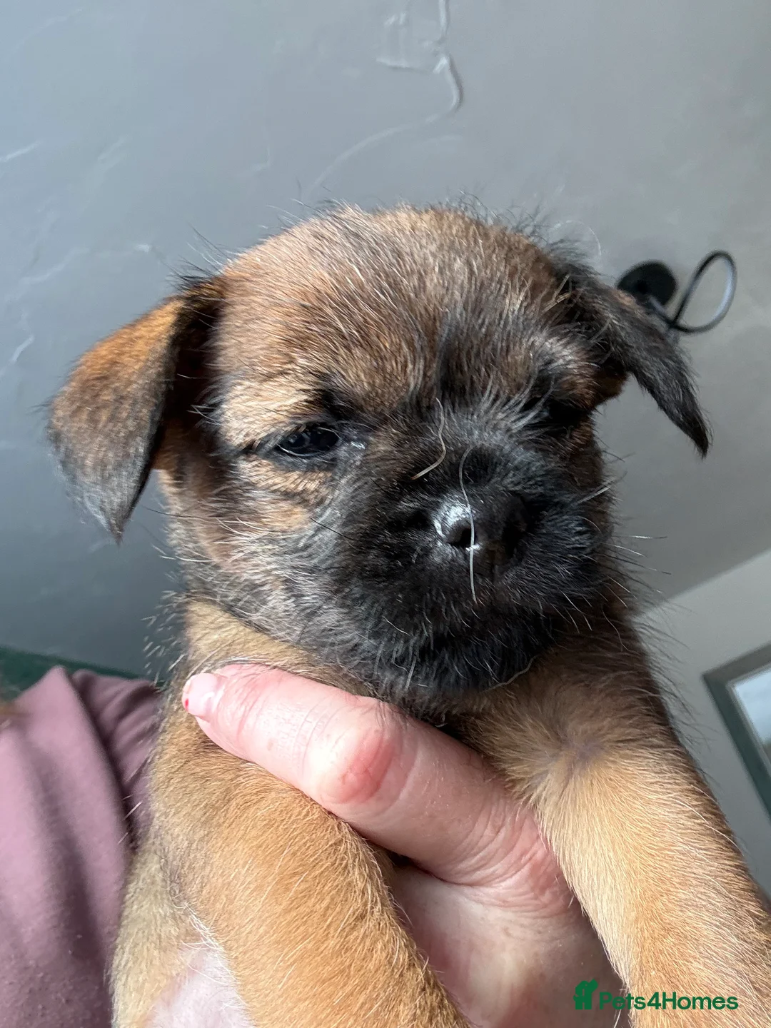 Border Terrier dogs for sale: Border Terriers 4 girls 3 boys  - Advert 10
