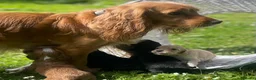 Cocker Spaniel dogs for sale: Pretty RKC Cocker Spaniel pups DNA Health Tested - Advert 6
