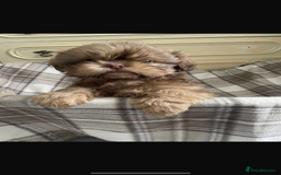 Shih Tzu dogs for sale: Last boy 💙 Stunning imperial boy ( ready now) in Houghton le Spring - Image 2