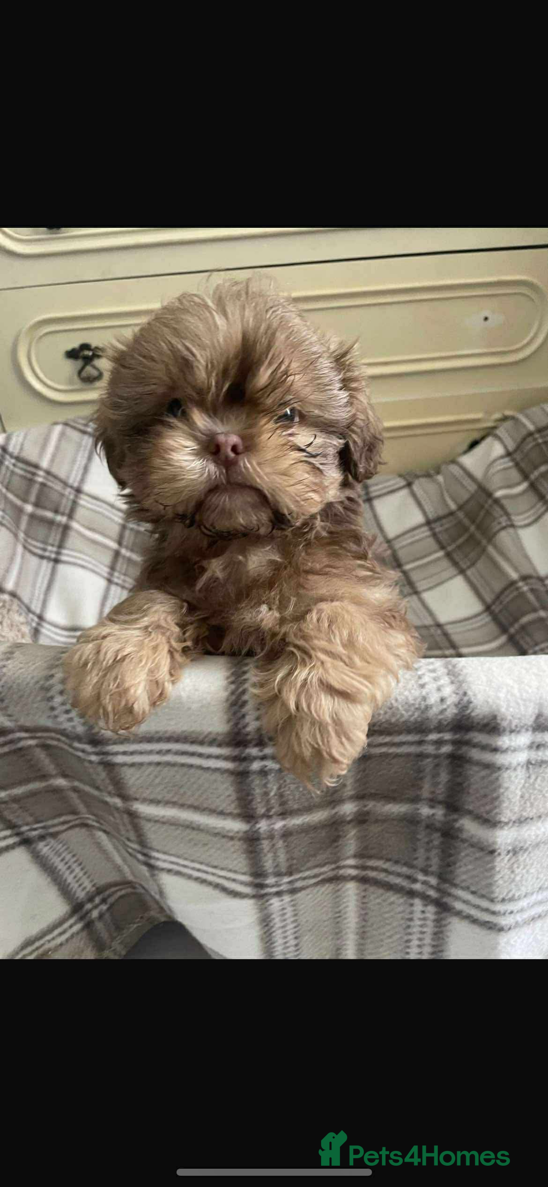Shih Tzu dogs for sale: Last boy 💙 Stunning imperial boy ( ready now) in Houghton le Spring - Image 2