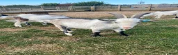 Goats livestock for sale: Wether Pygmy goats  in Bristol - Advert 6