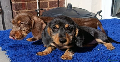 Dachshund dogs - Advert 8