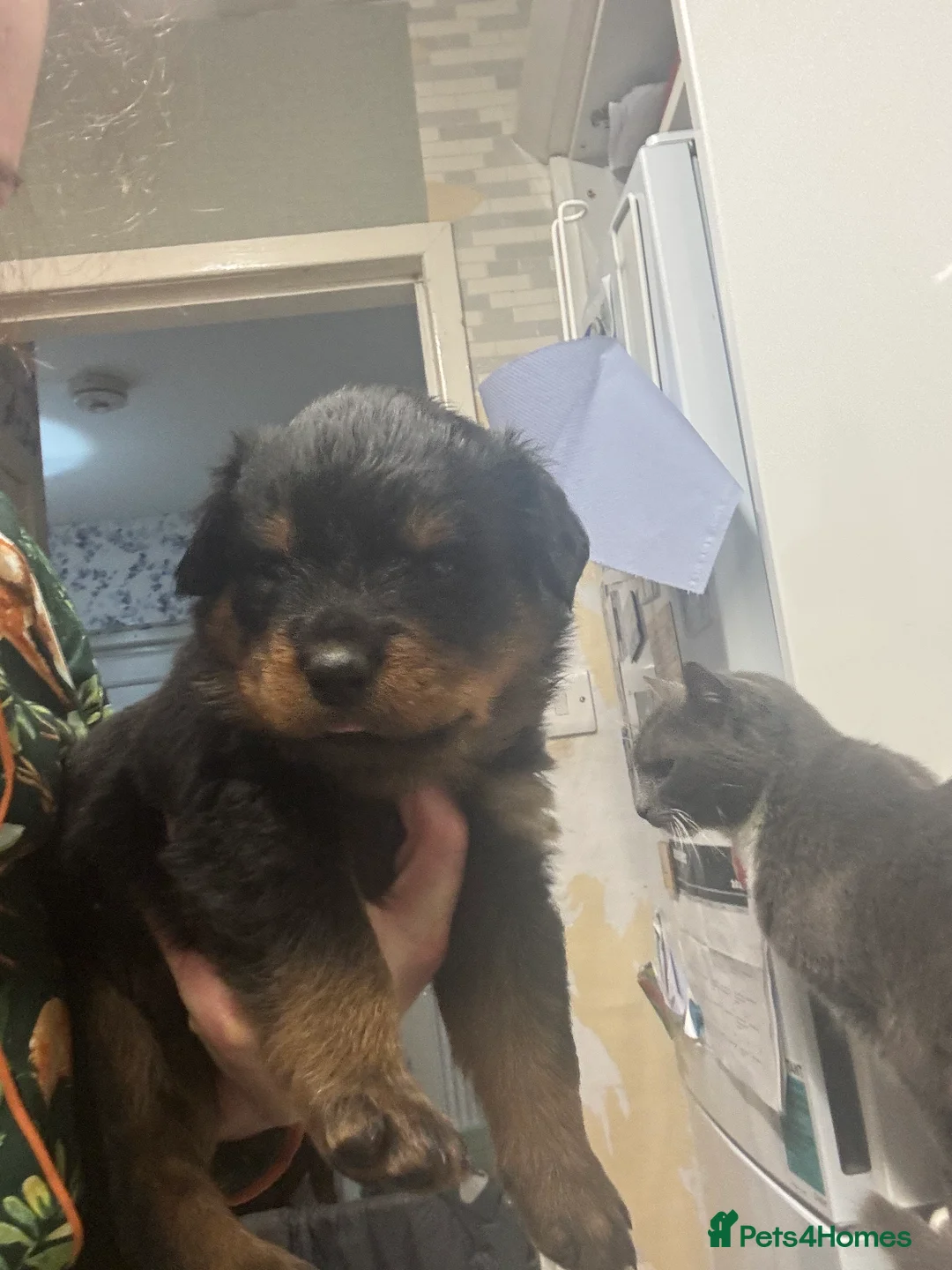 Rottweiler dogs for sale: *** Pedigree Rottweiler puppies ready in 2 wks*** - Advert 6