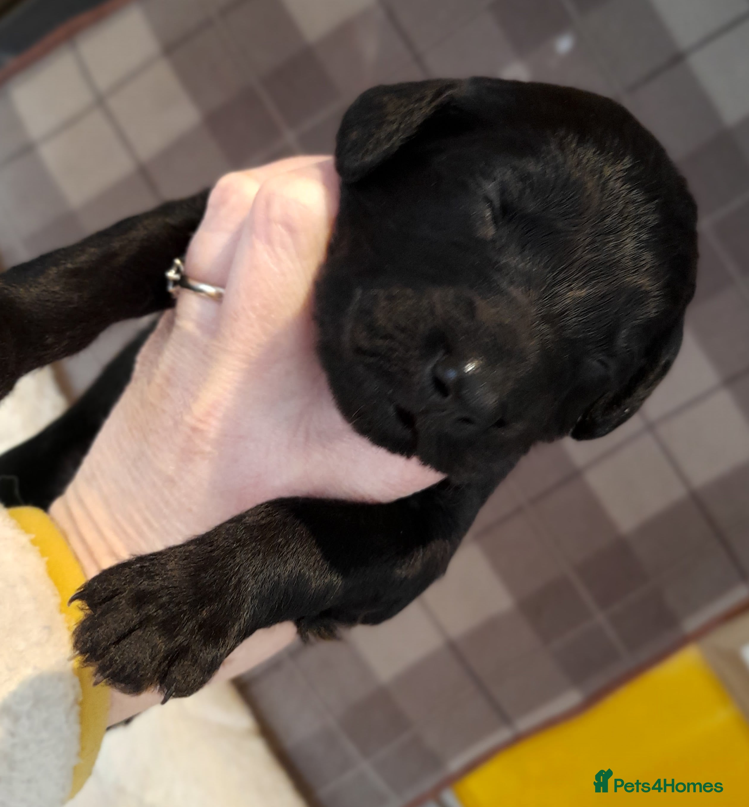 Mixed Breed dogs Beautiful Huntadoodles - Advert 2