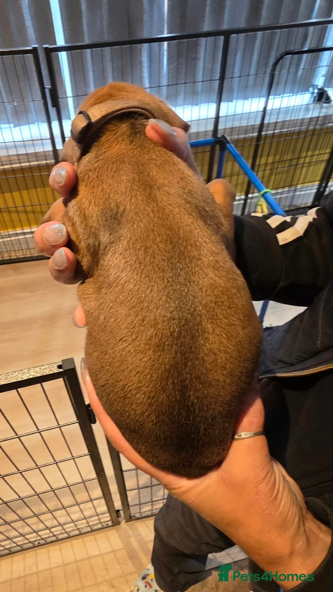 Rhodesian Ridgeback dogs for sale: FOR SALE 2 BEAUTIFUL RIDGELESS BOYS - Advert 5