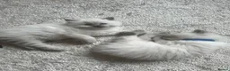 Ragdoll cats for sale: 3 stunning lynx point ragdoll kittens female &male - Advert 4