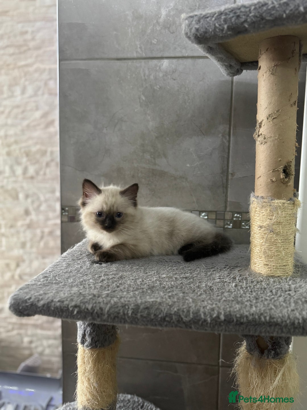 Ragdoll cats for sale: Ragdoll kitten  - Advert 3