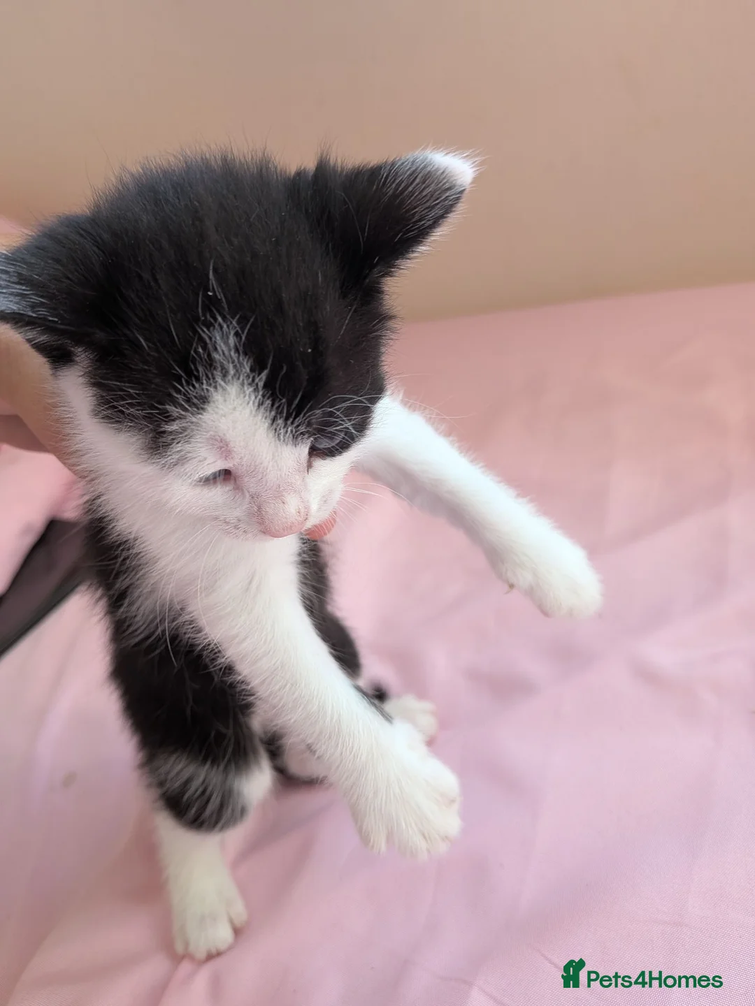 British Shorthair cats for sale: Kittens  - Advert 26