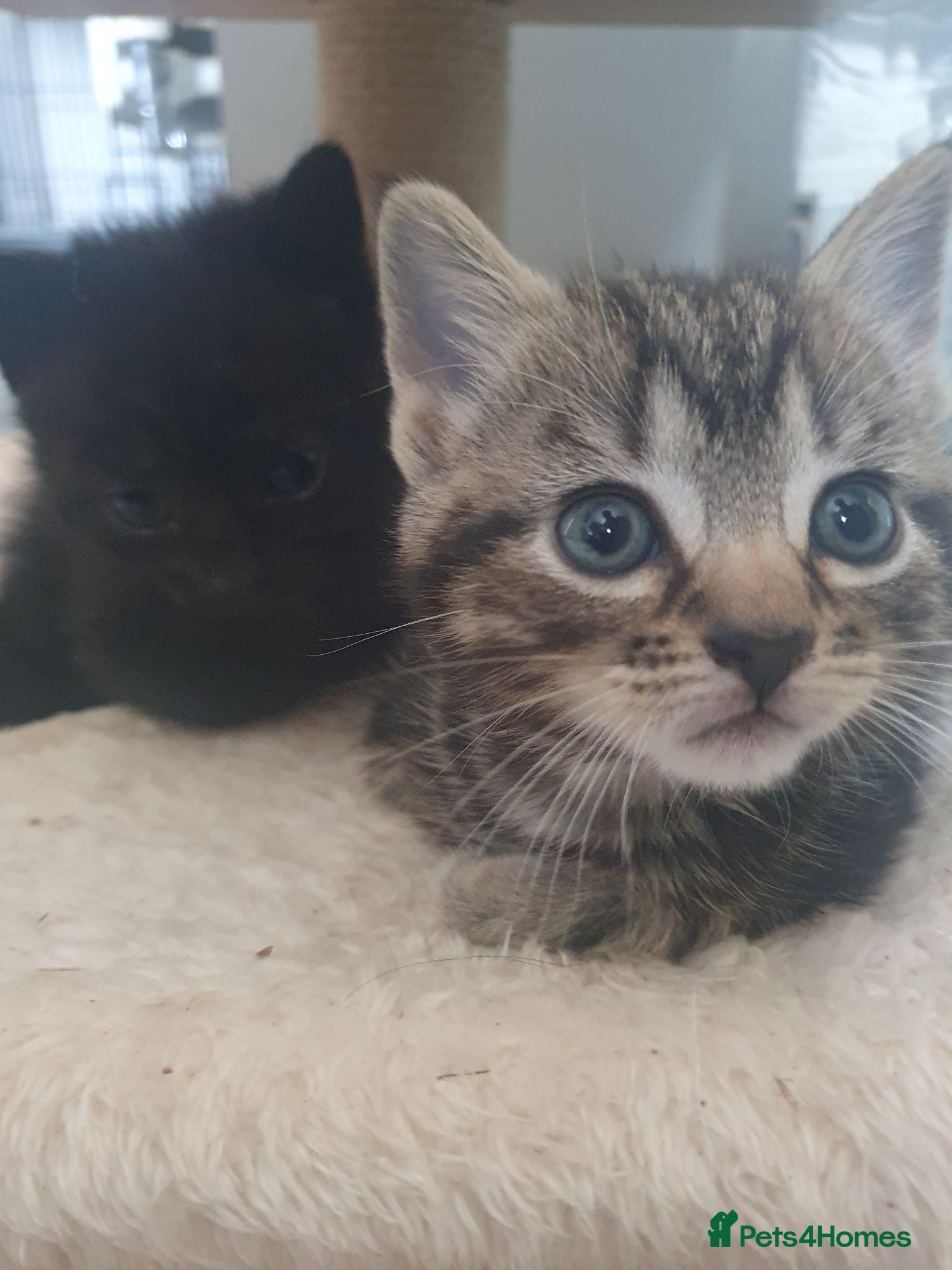 Mixed Breed cats Two Adorable Kittens Looking for Loving Homes - Advert 1