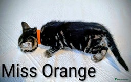 Bengal cats for sale: Beautiful Bengal x Mainecoon moggies - Image 18