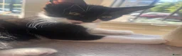 Mixed Breed cats for sale: Beautiful kittens!!  - Advert 19