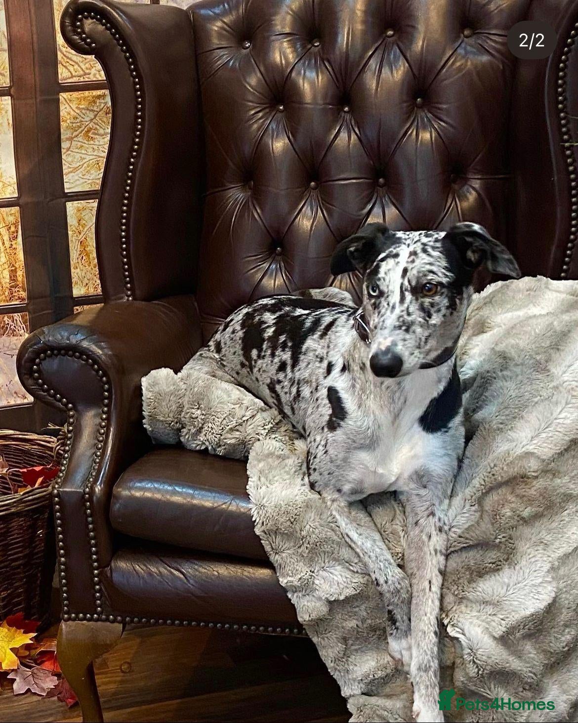 Mixed Breed dogs for sale: 3/4 whippet 1/4 collie pups - Advert 9