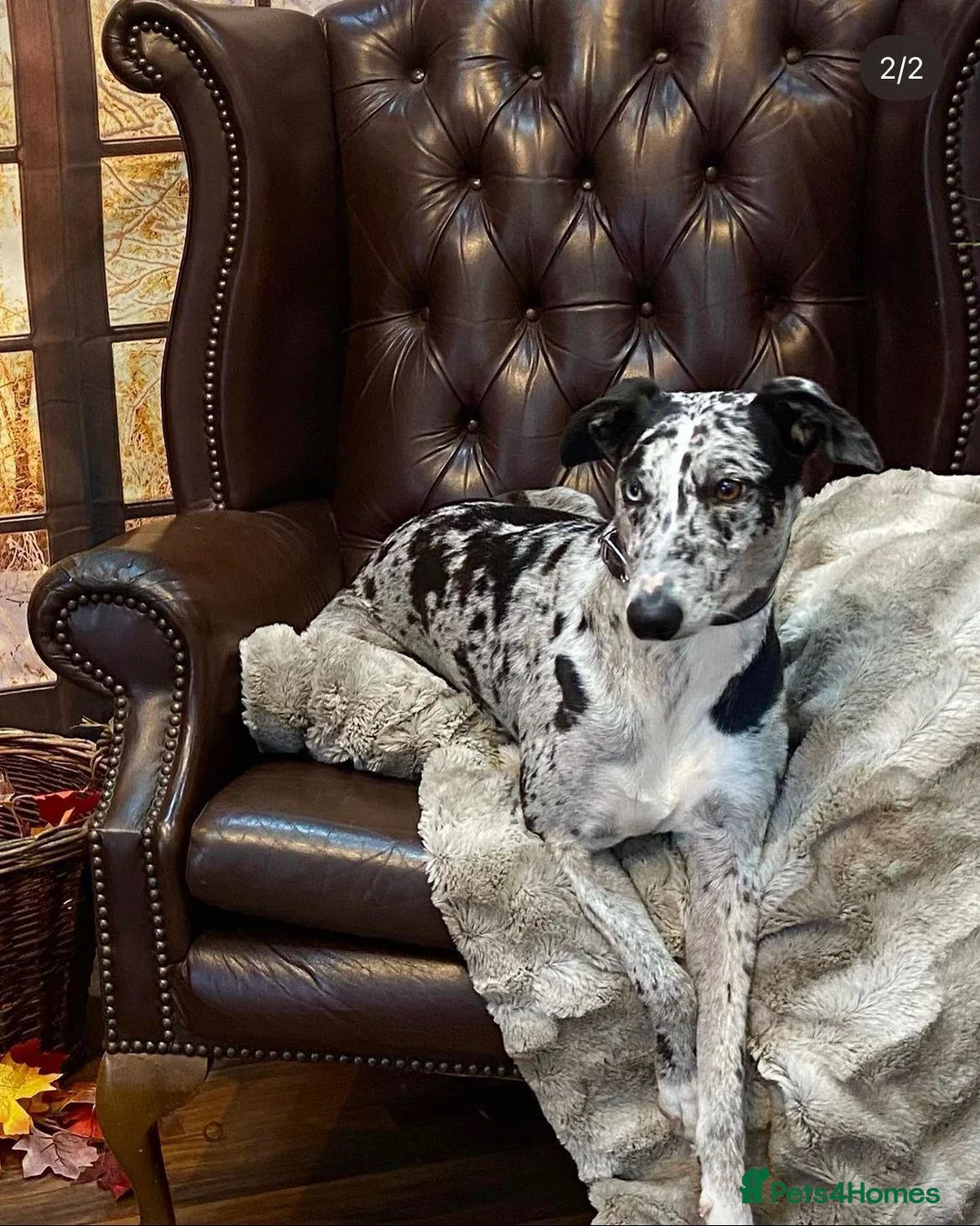 Mixed Breed dogs for sale: 3/4 whippet 1/4 collie pups - Advert 1