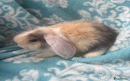 Mini Lop rabbits for sale: Pure bred Mini Lops - Image 5