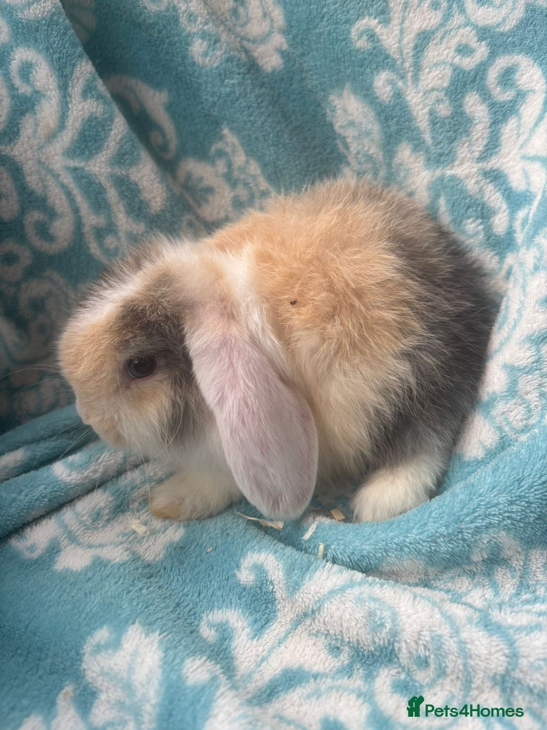 Mini Lop rabbits for sale: Pure bred Mini Lops - Image 5