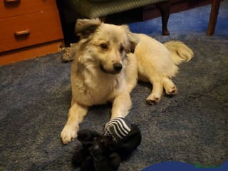 Mixed Breed dogs Meet Ziva, currently residing in Sheffield - Advert 1