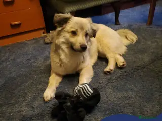 Mixed Breed dogs Meet Ziva, currently residing in Sheffield - Advert 15