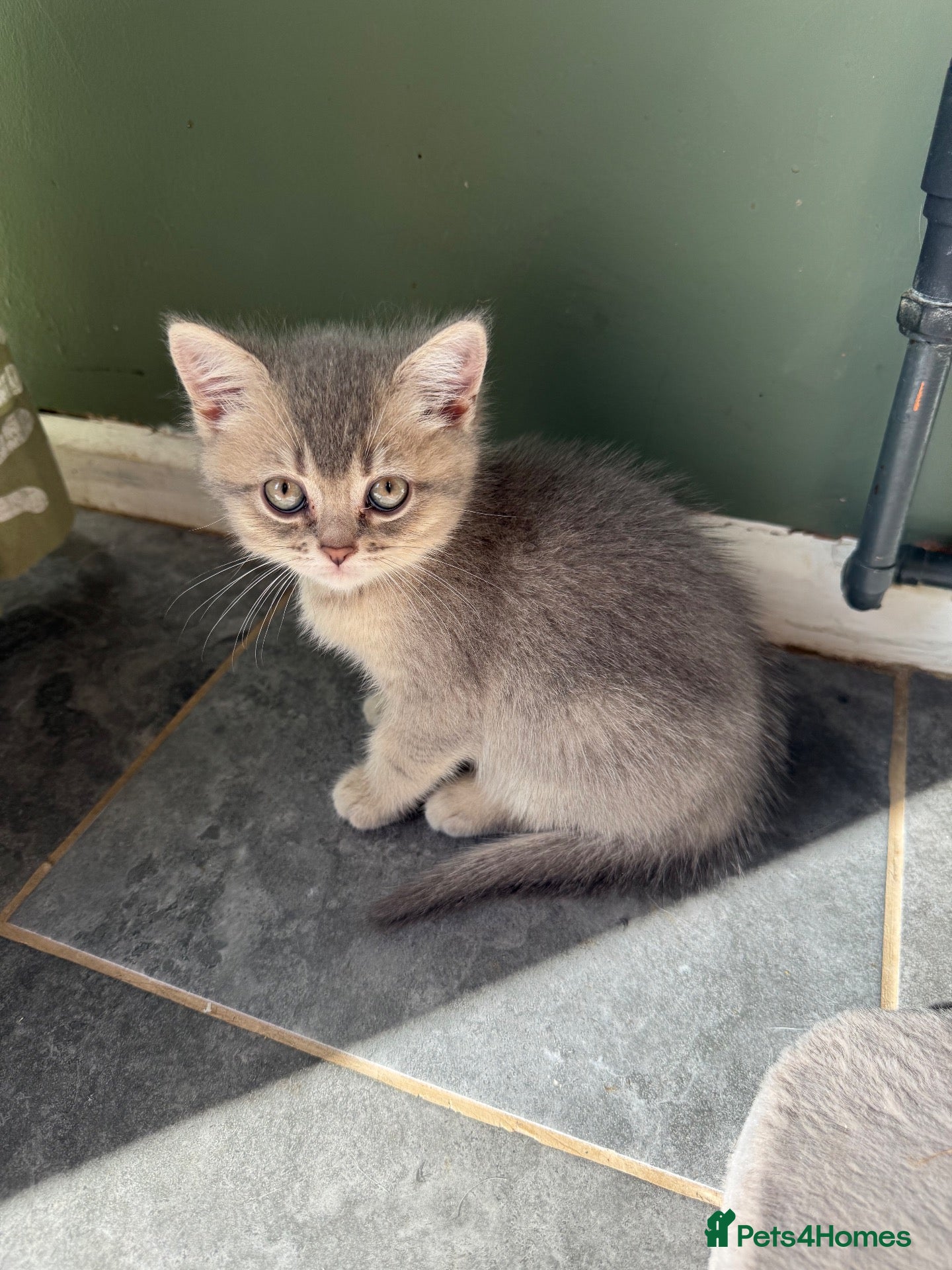 British Shorthair cats Amazing British Shorthair kitten - Advert 16