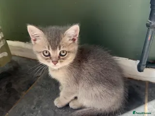 British Shorthair cats Amazing British Shorthair kitten - Advert 16
