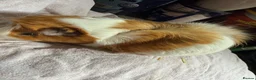 Guinea Pig rodents for sale: Male and female guinea pigs  - Advert 3