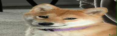 Japanese Shiba Inu Puppy