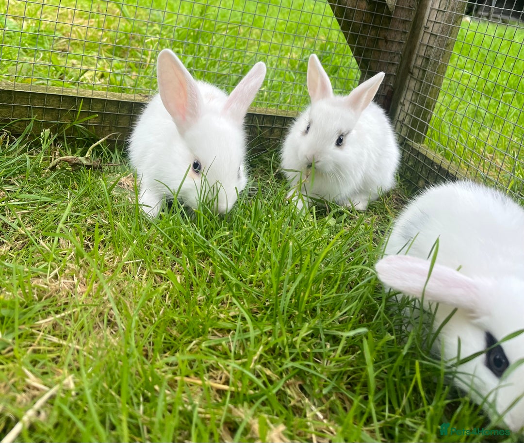 French Lop rabbits for sale: Beautiful Lop bunnies  - Image 3