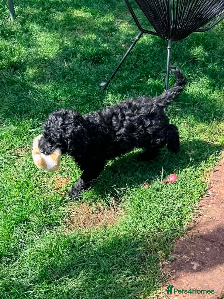 Australian Labradoodle dogs a boy ready for a loving family - Advert 1