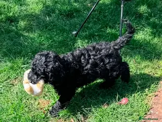 Australian Labradoodle dogs a boy ready for a loving family - Advert 1