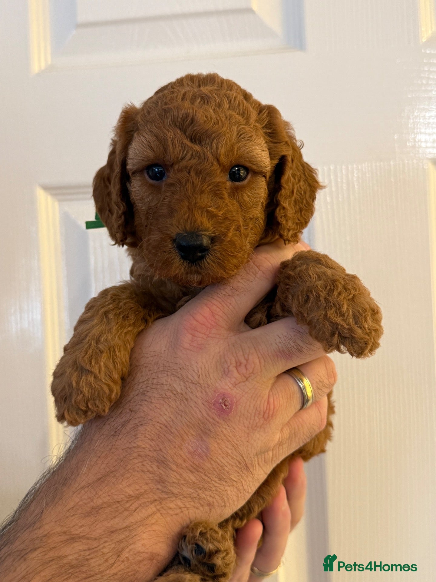 Labradoodle dogs  F1BB Miniature Labradoodle Puppies – Home Raised - Advert 2