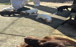 Cocker Spaniel dogs for sale: Cocker Spaniel Puppies ready 22nd October  - Image 12