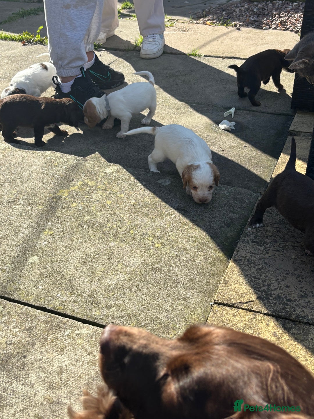 Cocker Spaniel dogs for sale: Cocker Spaniel Puppies ready 22nd October  - Image 12