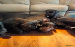 Cane Corso dogs for sale: Cane Corso puppies 14/11/25 - Image 15