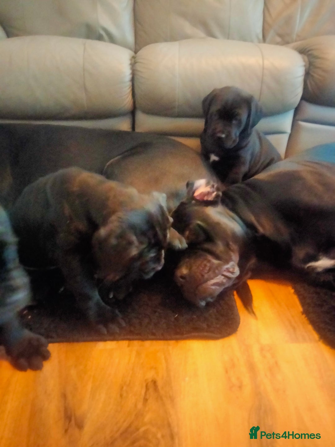 Cane Corso dogs for sale: Cane Corso puppies 14/11/25 - Image 15