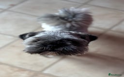 Lhasa Apso dogs for sale: Beautiful kc reg male  - Image 1