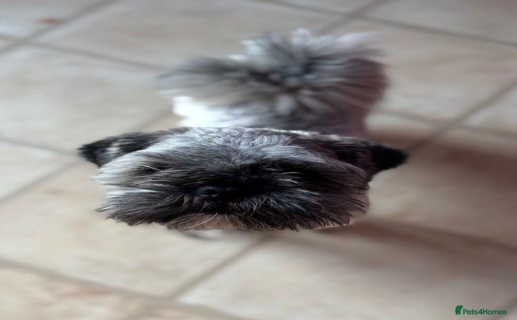 Lhasa Apso dogs - Advert 1