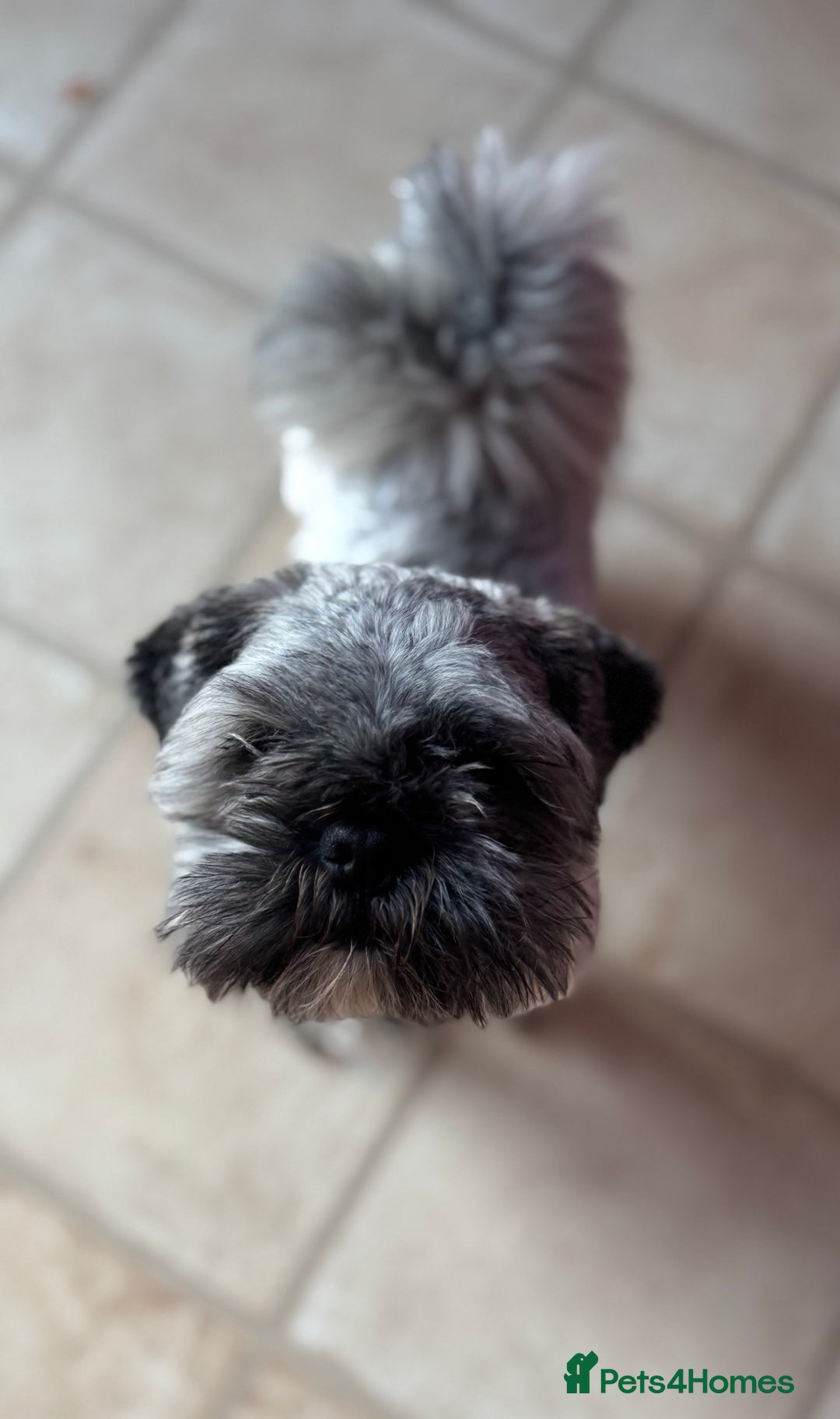 Lhasa Apso dogs for sale: Beautiful kc reg male  - Image 1