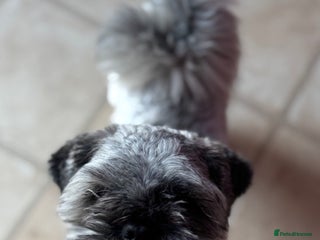 Lhasa Apso dogs for sale - Advert 1