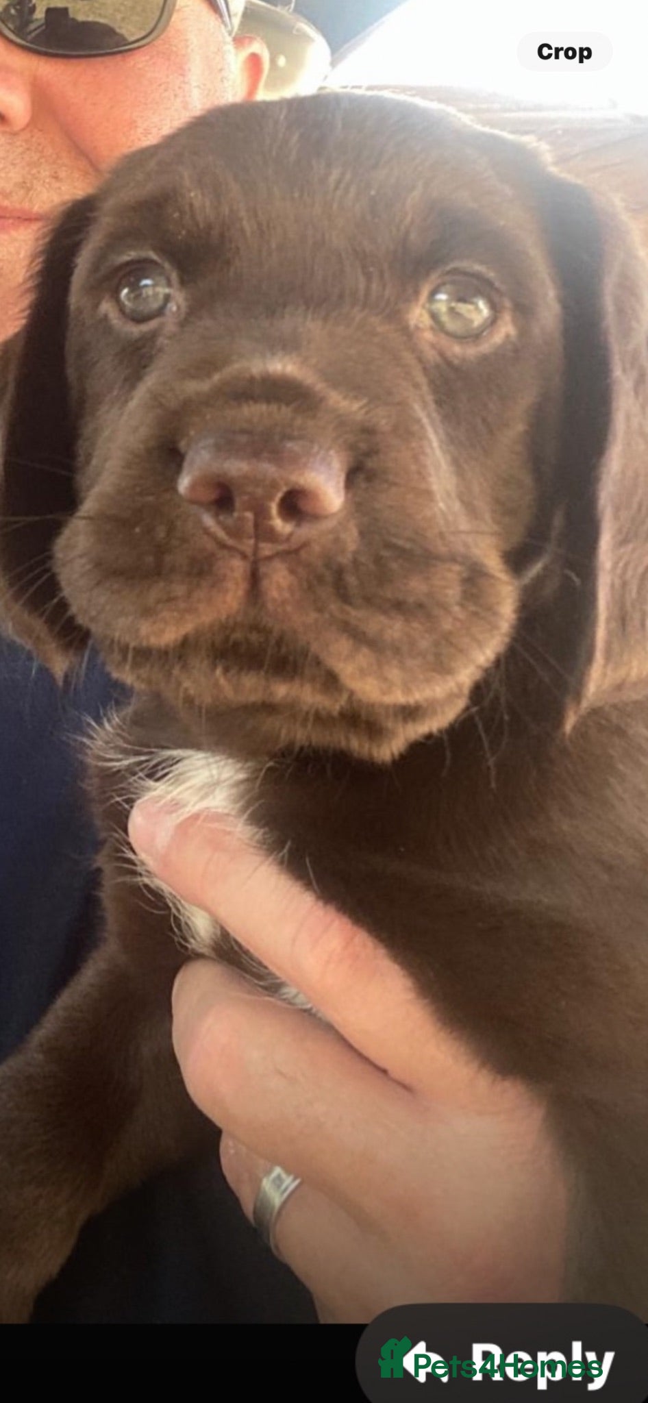 Mixed Breed dogs Stunning Working Cocker/Springador  - Advert 1