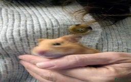 Hamster rodents for sale: Syrian Hamster with secure enclosure  - Advert 5