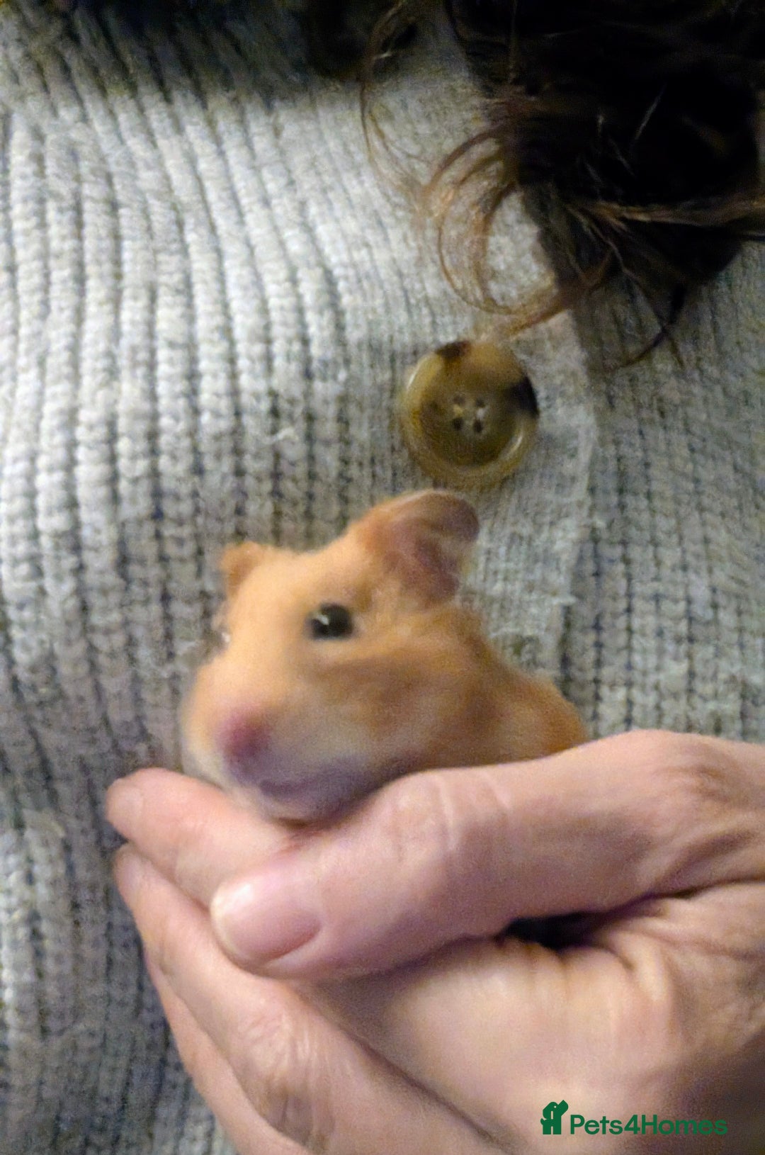 Hamster rodents for sale: Syrian Hamster with secure enclosure  - Advert 5