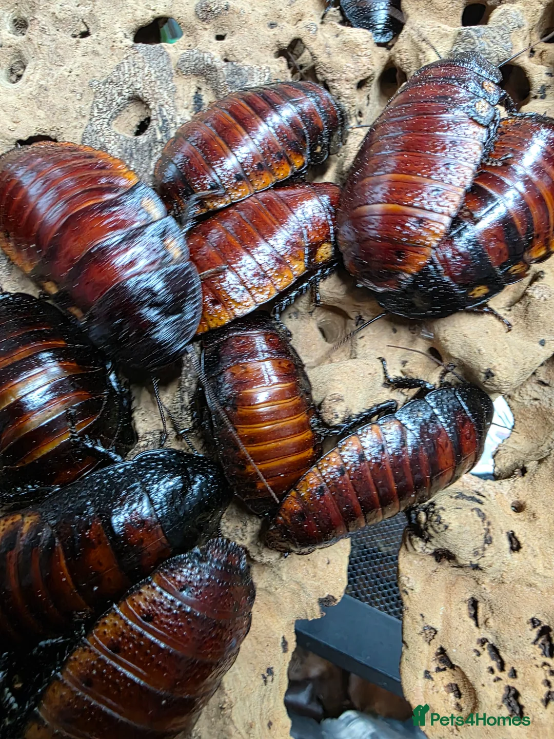 Cockroaches invertebrates for sale: 10 X Madagascar Hissing Cockroachs - Advert 2