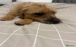 Mixed Breed dogs for sale: English bulldog x poodle  - Advert 4