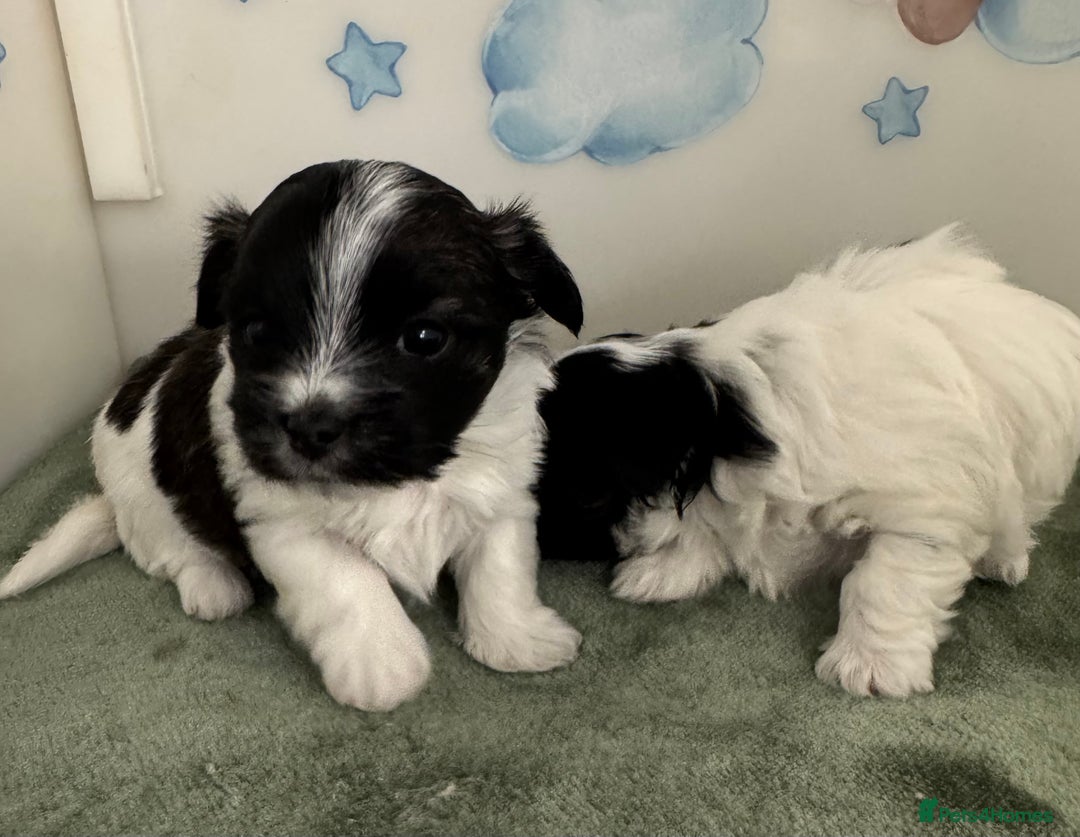 Mixed Breed dogs for sale: Tiny Terrier mix puppies  - Advert 14