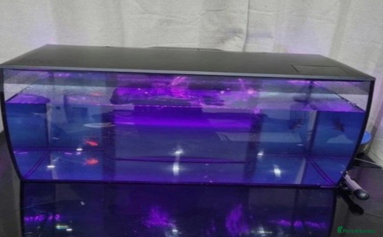 Other/Mixed Breed fish - Advert 2